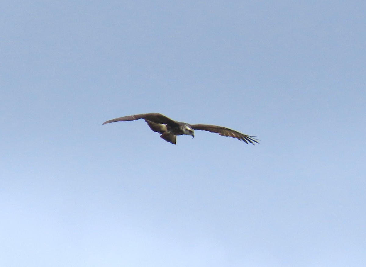 Snail Kite - ML645559176