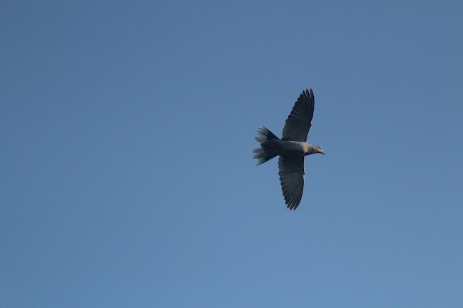 Tortora dal collare - ML645559177