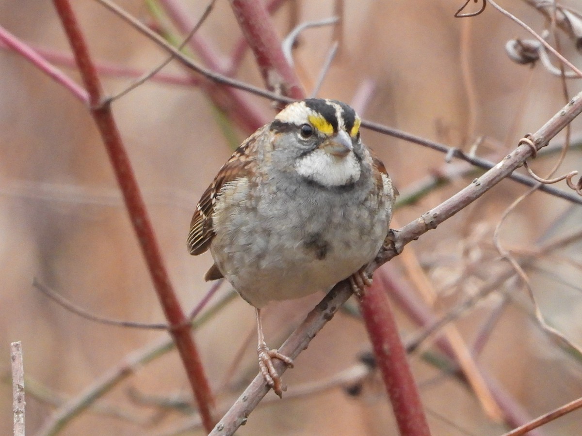 White-throated Sparrow - ML645559178