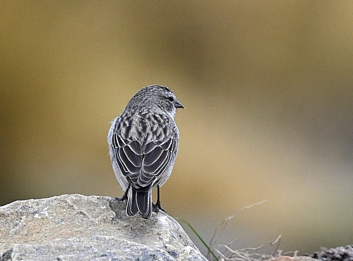 Ash-breasted Sierra Finch - ML645559179