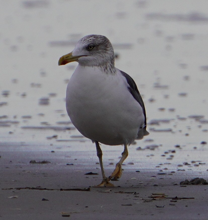 Lesser Black-backed Gull - ML645559180