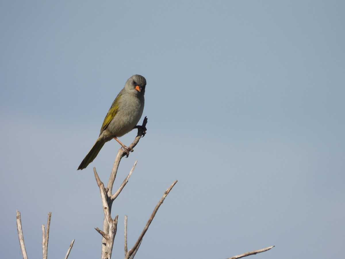 Great Pampa-Finch - ML645559181