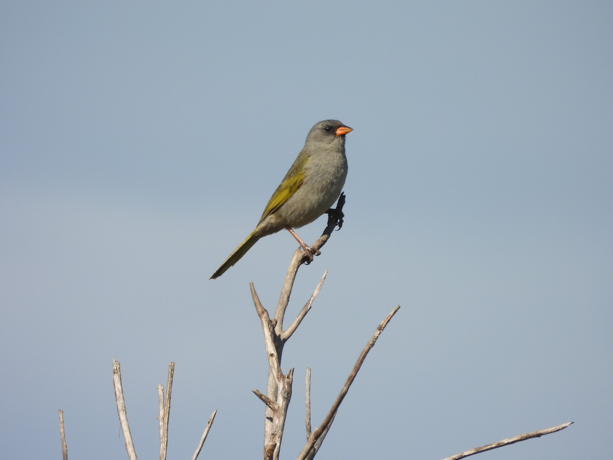 Great Pampa-Finch - ML645559182
