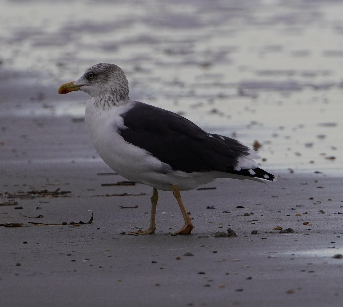 Lesser Black-backed Gull - ML645559183