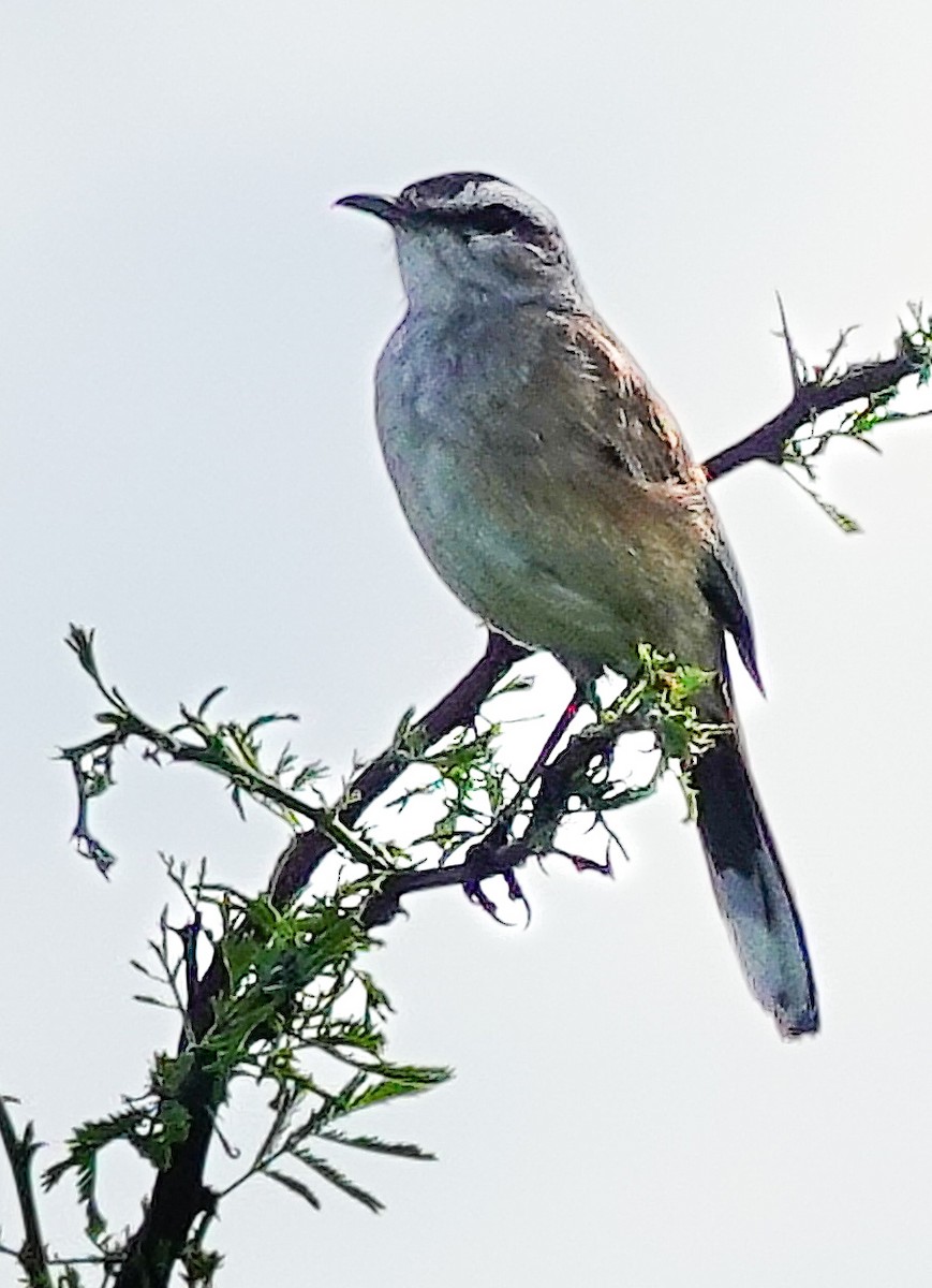 Kalahari Scrub-Robin - ML645559184