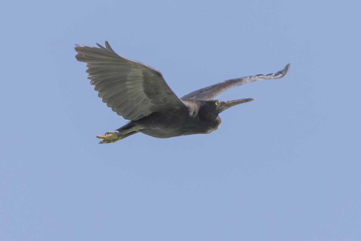 Pacific Reef-Heron - ML645559185