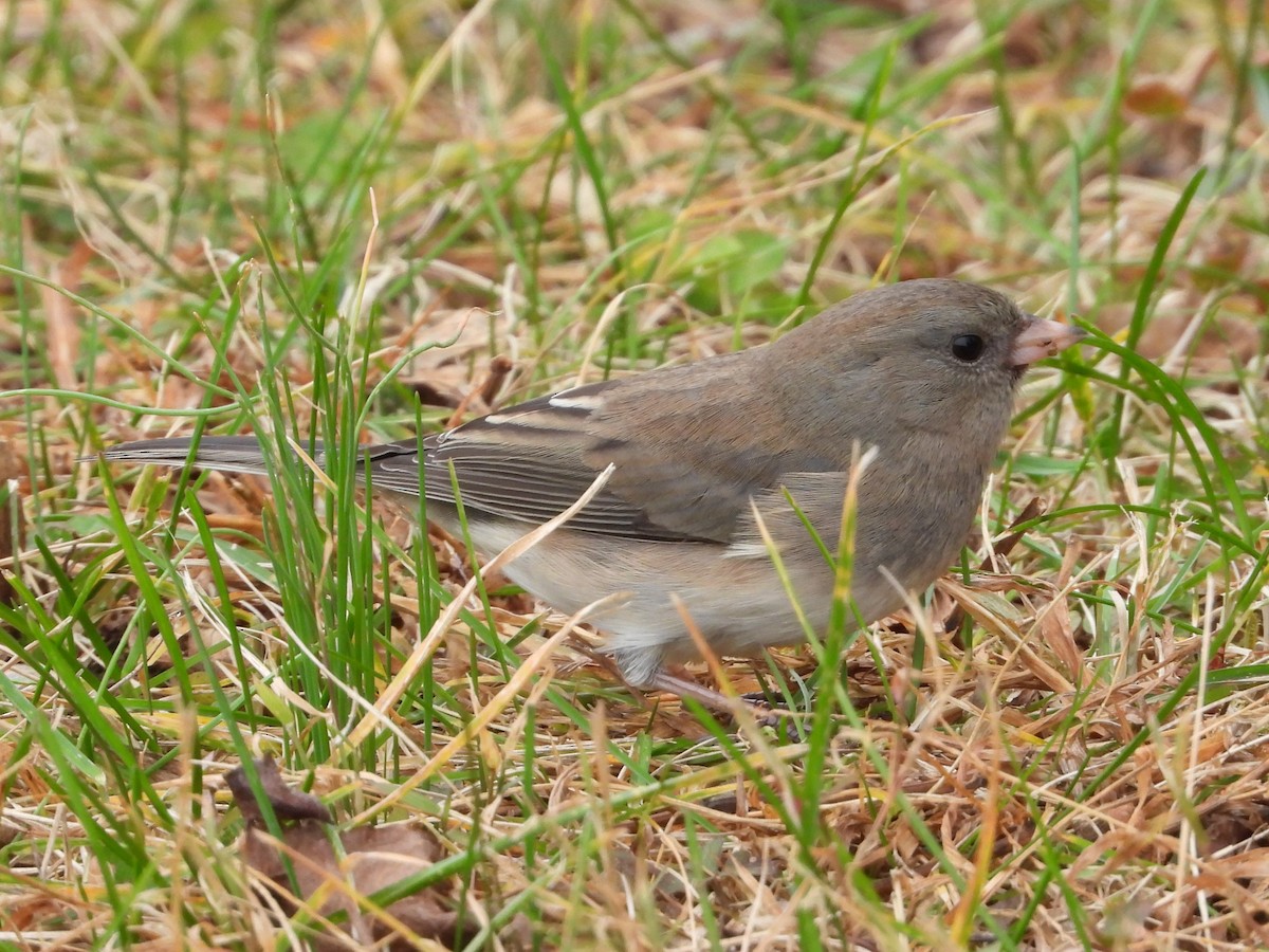 Dark-eyed Junco - ML645559186