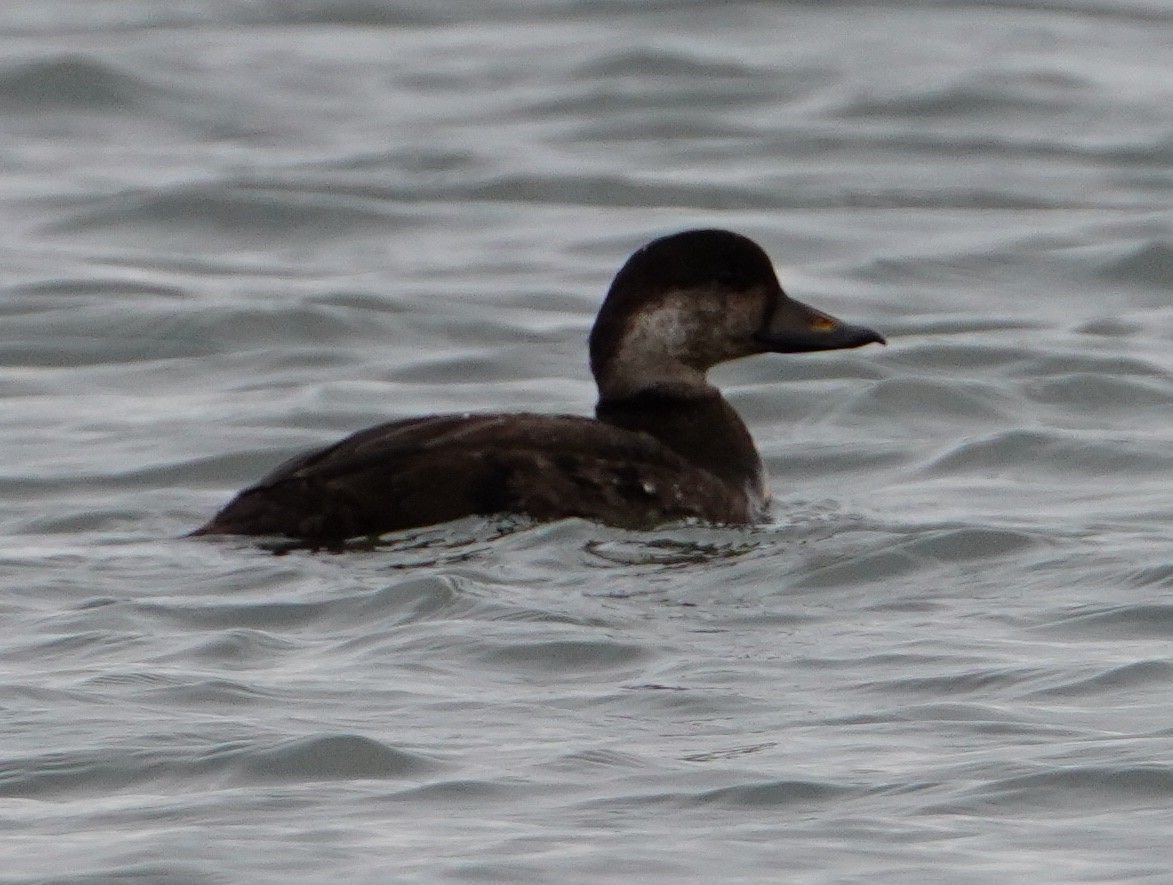 Black Scoter - ML645559187