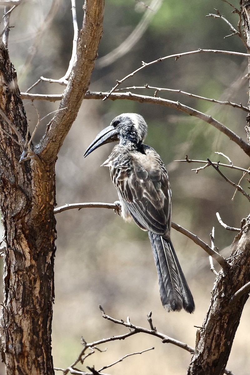 African Gray Hornbill - ML645559188