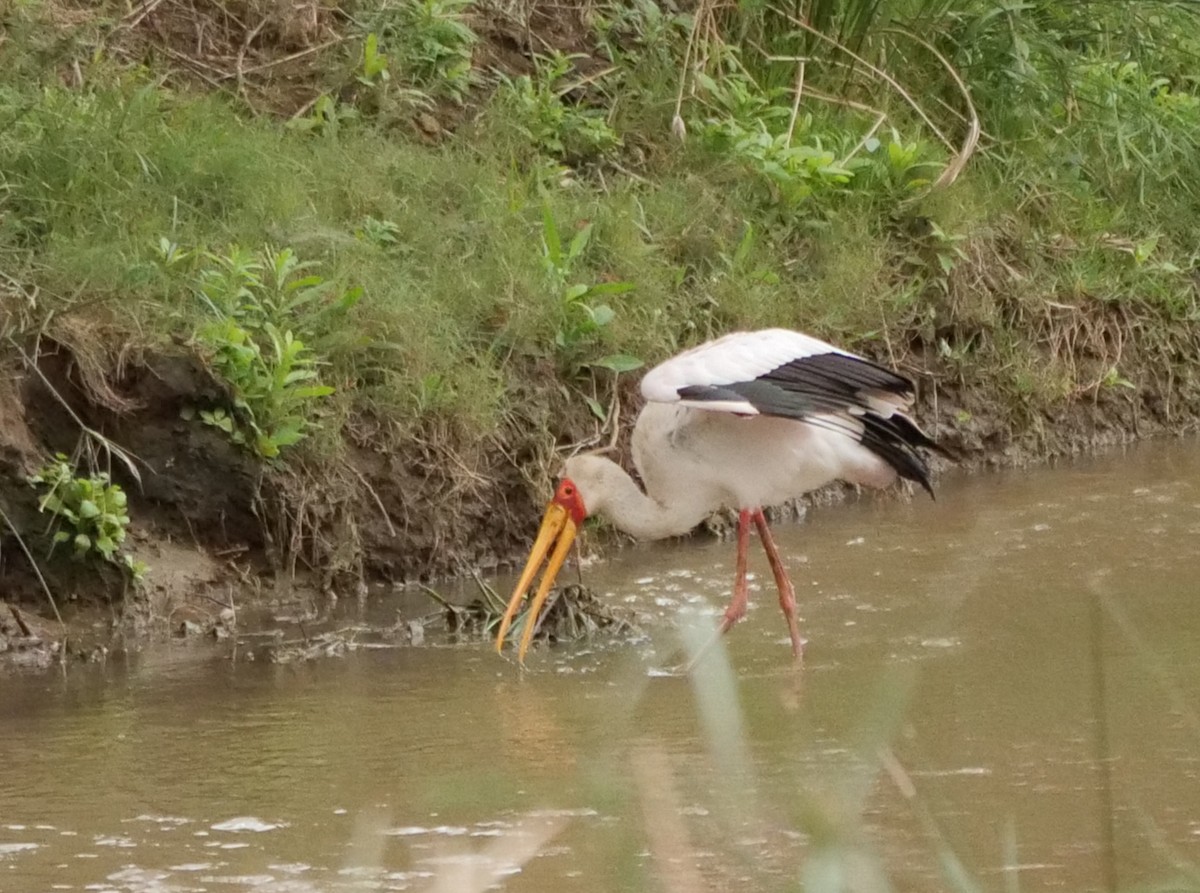 Yellow-billed Stork - ML645559190