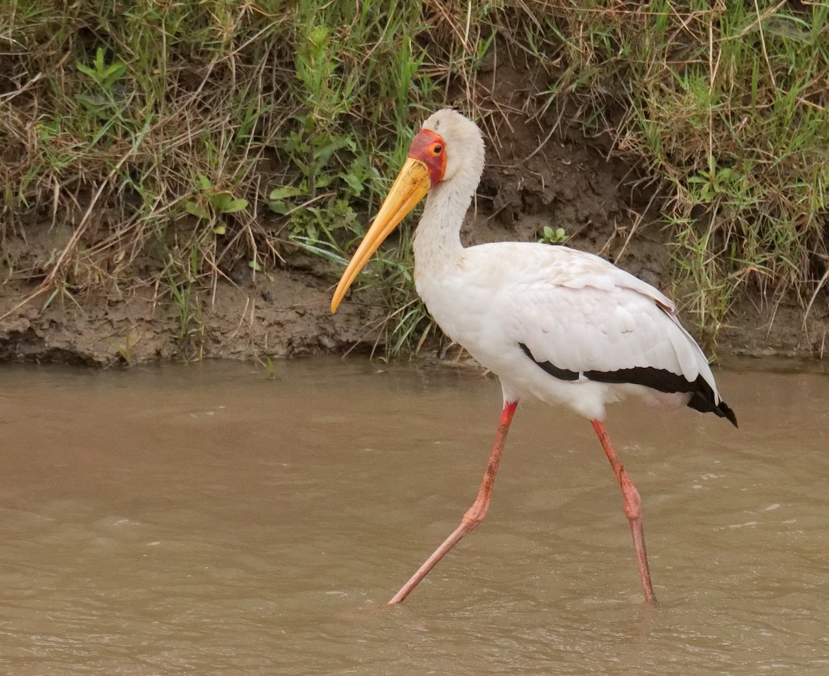 Yellow-billed Stork - ML645559191