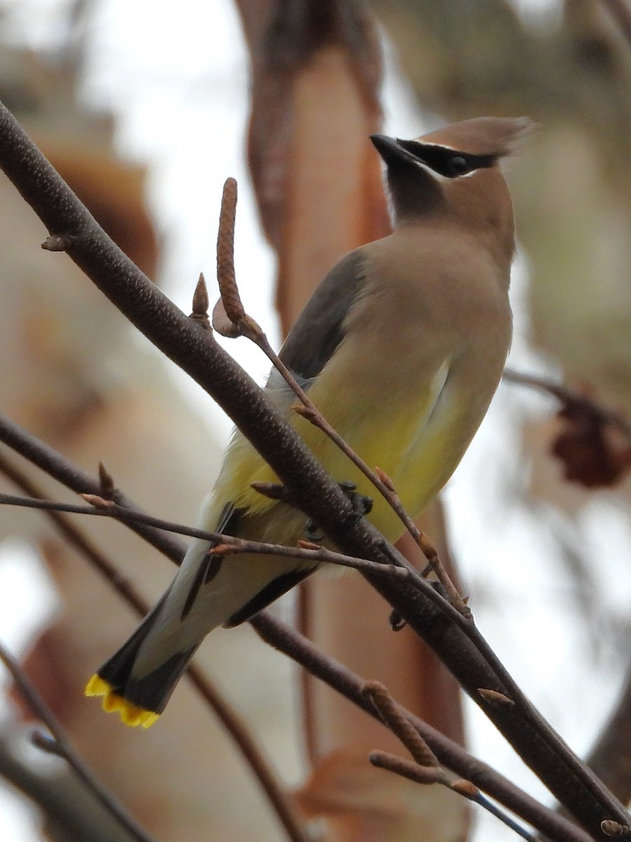 Cedar Waxwing - ML645559196