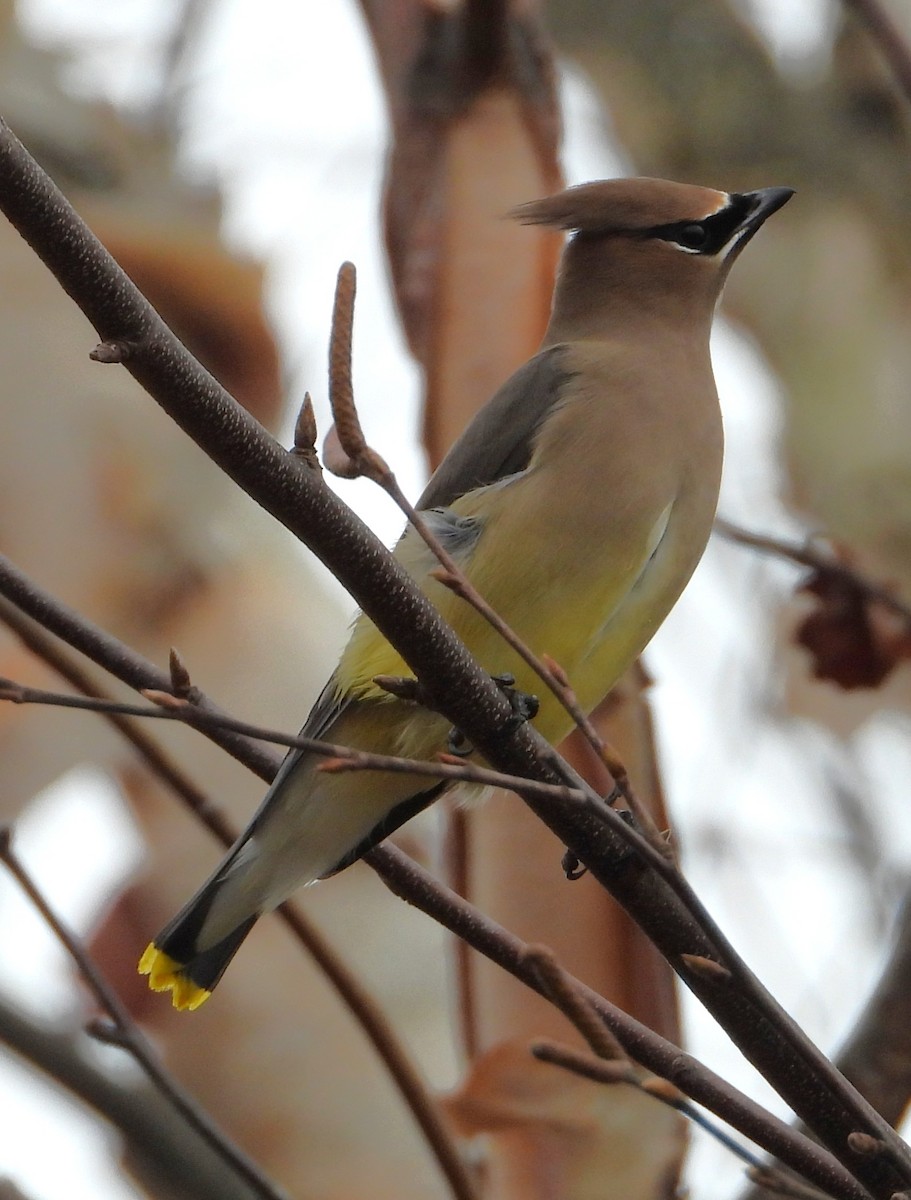 Cedar Waxwing - ML645559197