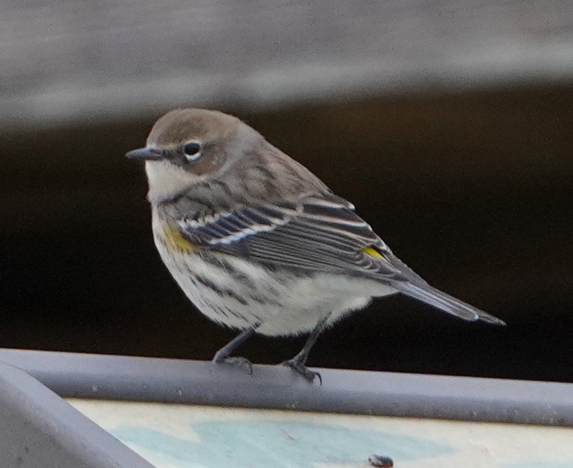 Yellow-rumped Warbler - ML645559198