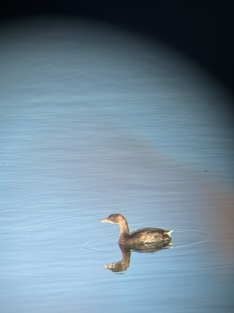 Pied-billed Grebe - ML645559200