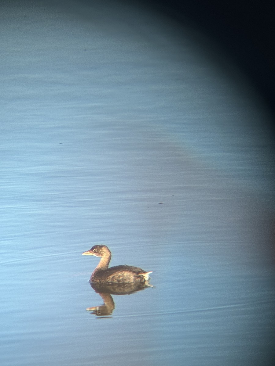 Pied-billed Grebe - ML645559201