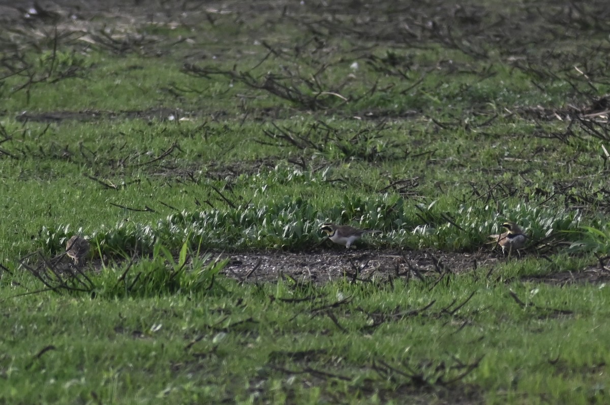 Alondra Cornuda - ML645559203