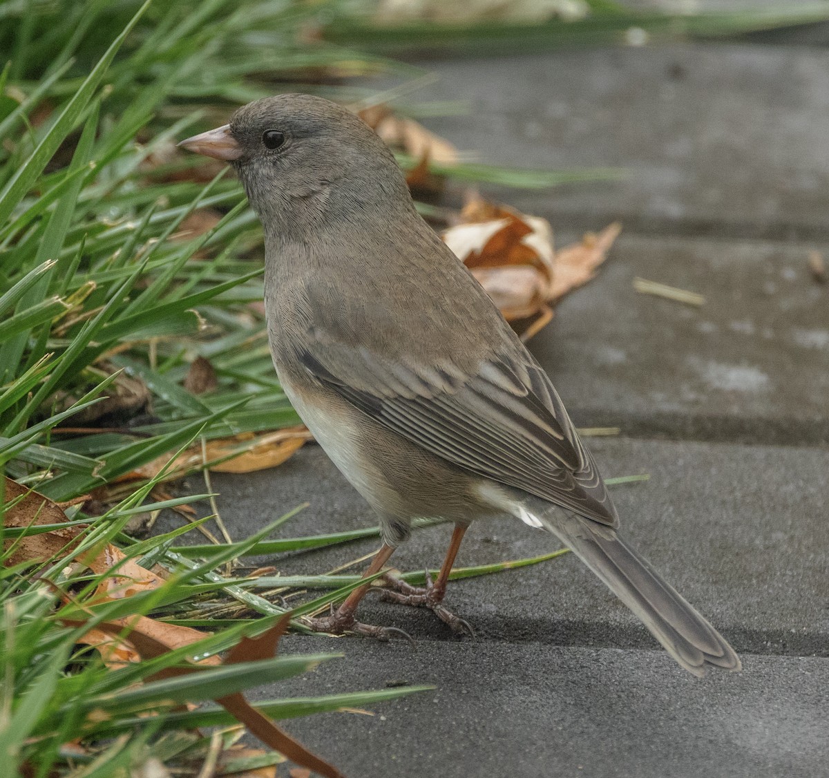 Dark-eyed Junco (Slate-colored) - ML645559210