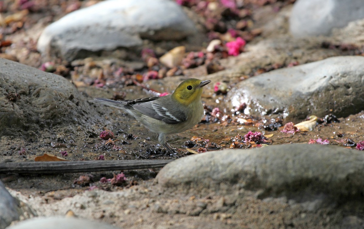 Paruline à tête jaune - ML645559226