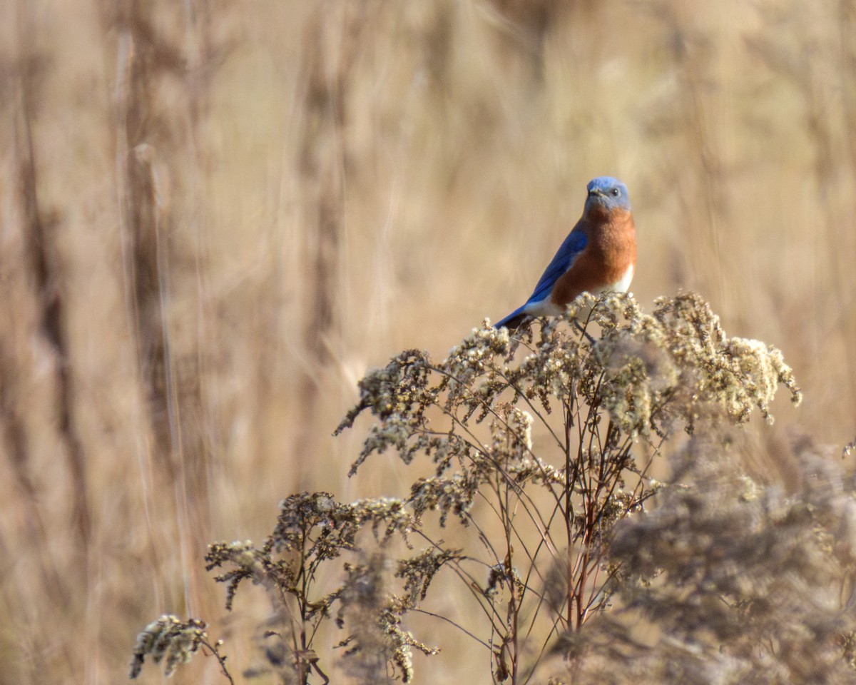 Eastern Bluebird - ML645559229
