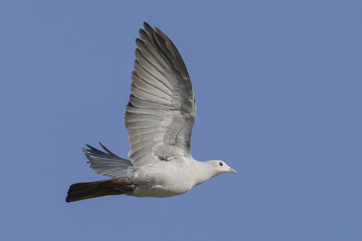Pink-headed Imperial-Pigeon - ML645559234