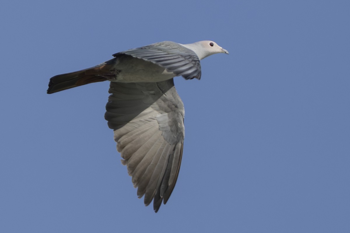 Pink-headed Imperial-Pigeon - ML645559235