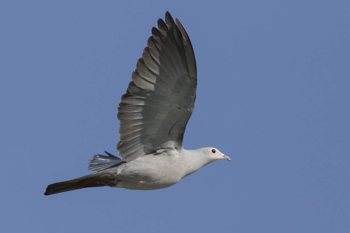 Pink-headed Imperial-Pigeon - ML645559236