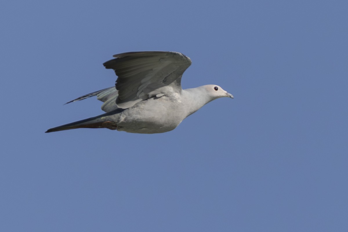 Pink-headed Imperial-Pigeon - ML645559237