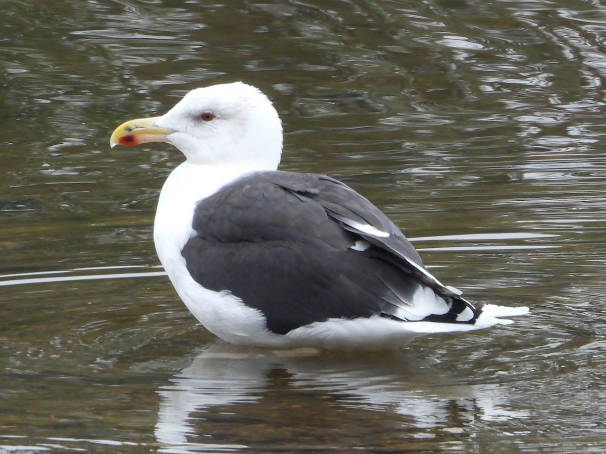 Gavión Atlántico - ML645559260