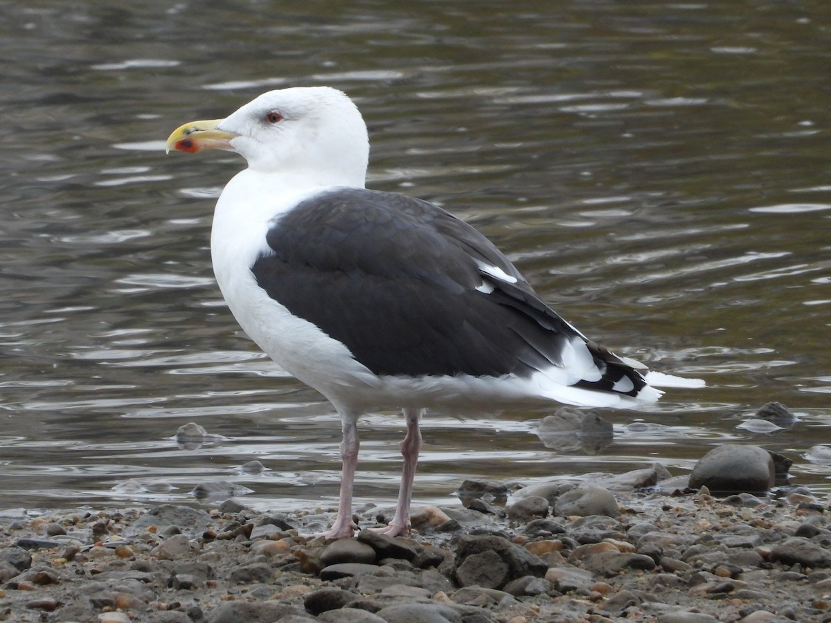 Gavión Atlántico - ML645559261
