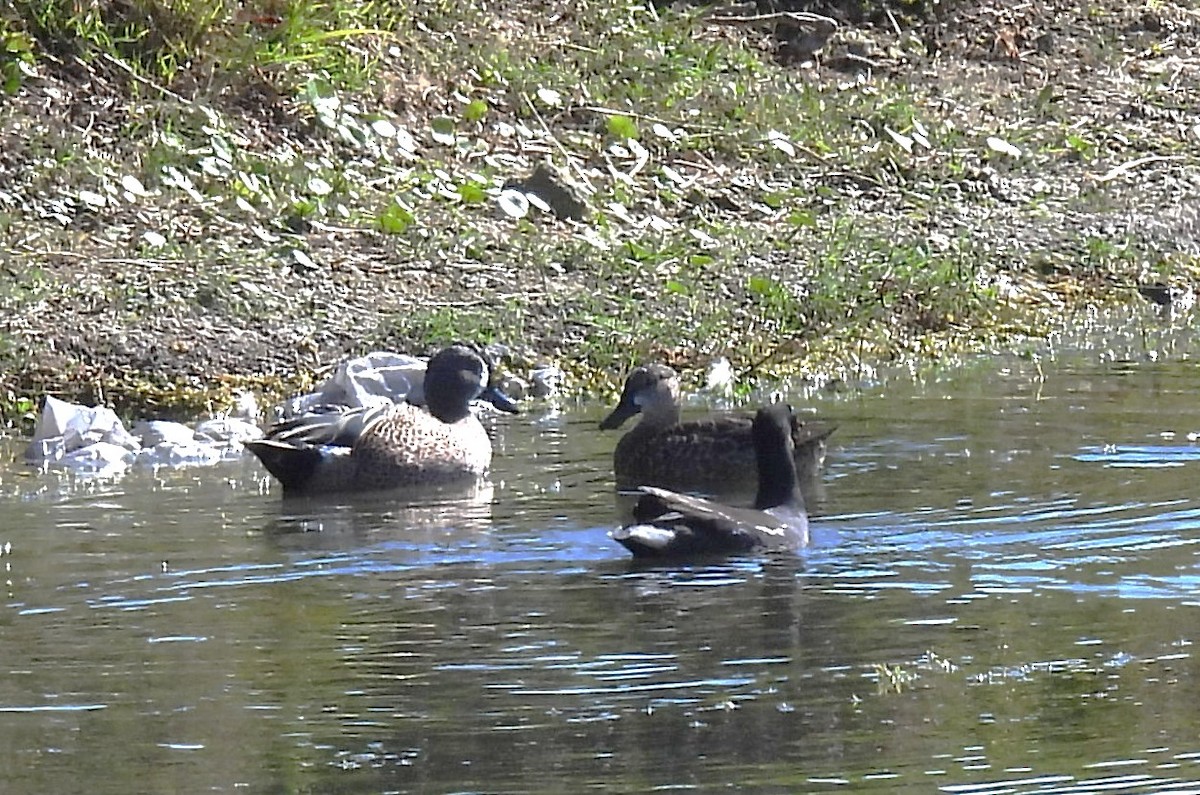 ミカヅキシマアジ - ML645559273