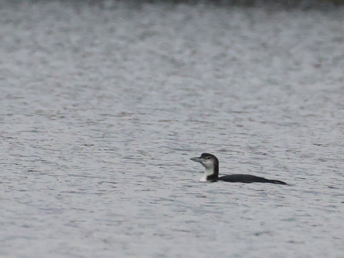 Common Loon - ML645559275