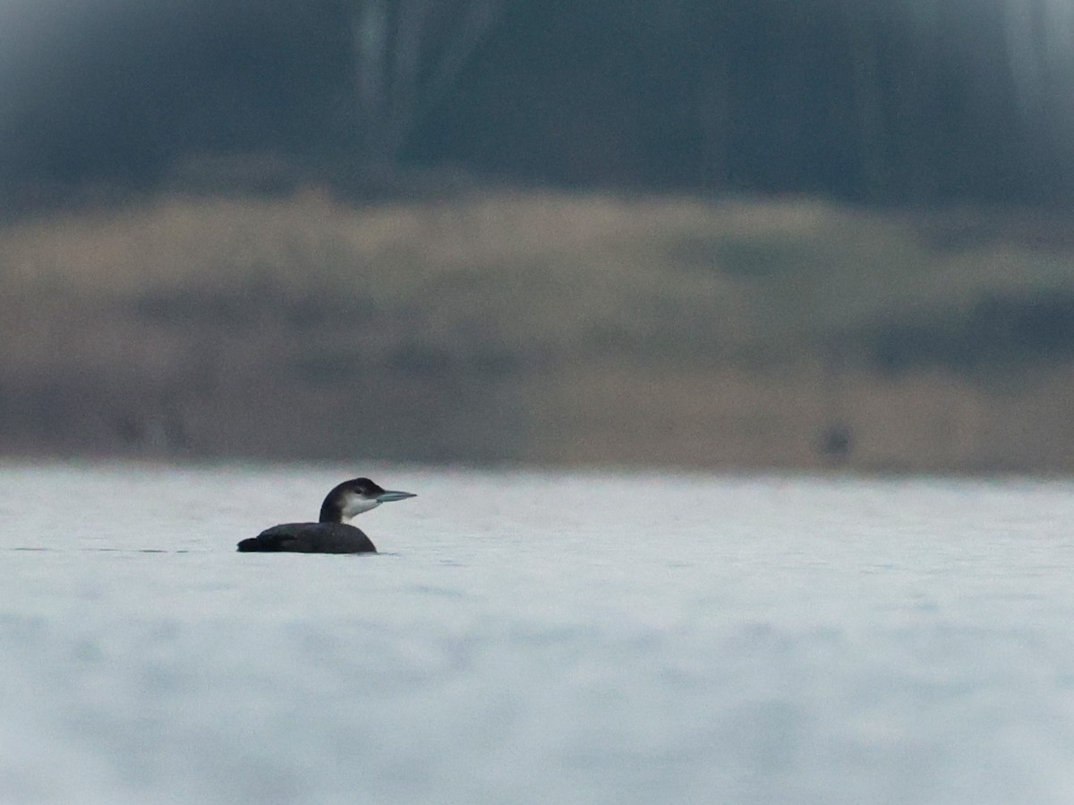 Common Loon - ML645559281