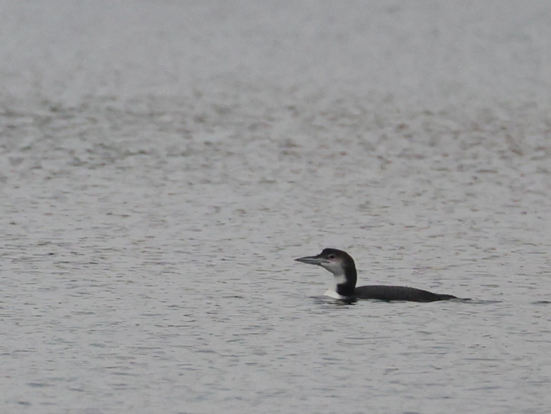 Common Loon - ML645559282