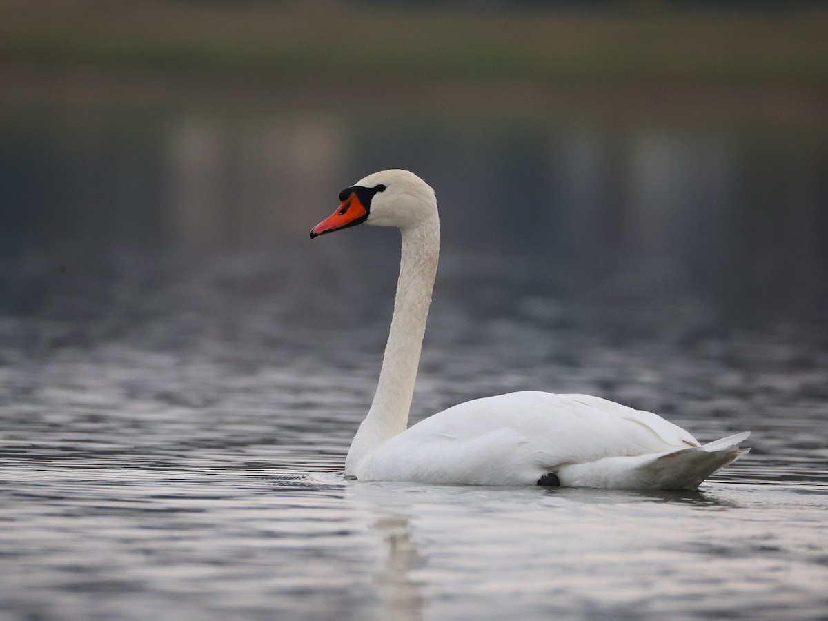 Mute Swan - ML645559290