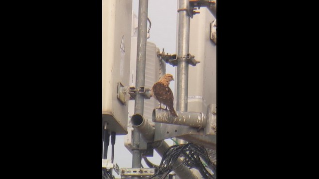 Sarı Başlı Karakara - ML645559296