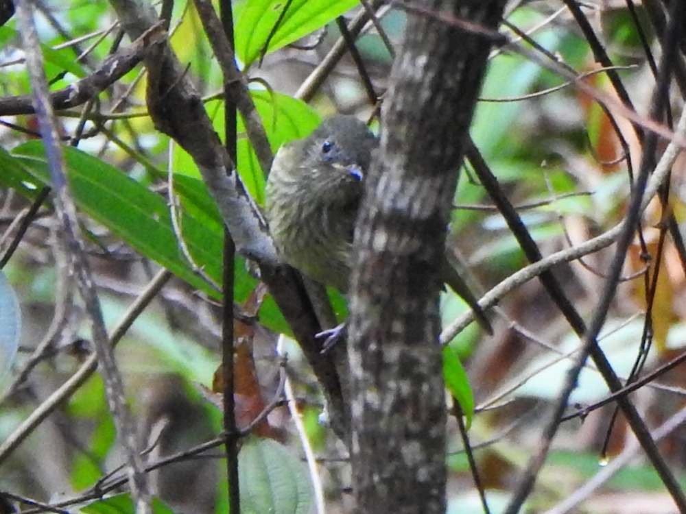 Тиранчик-мухолюб зелений - ML645559297