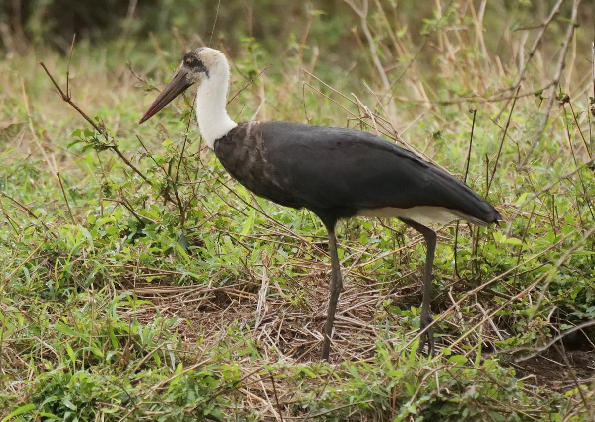 African Woolly-necked Stork - ML645559299