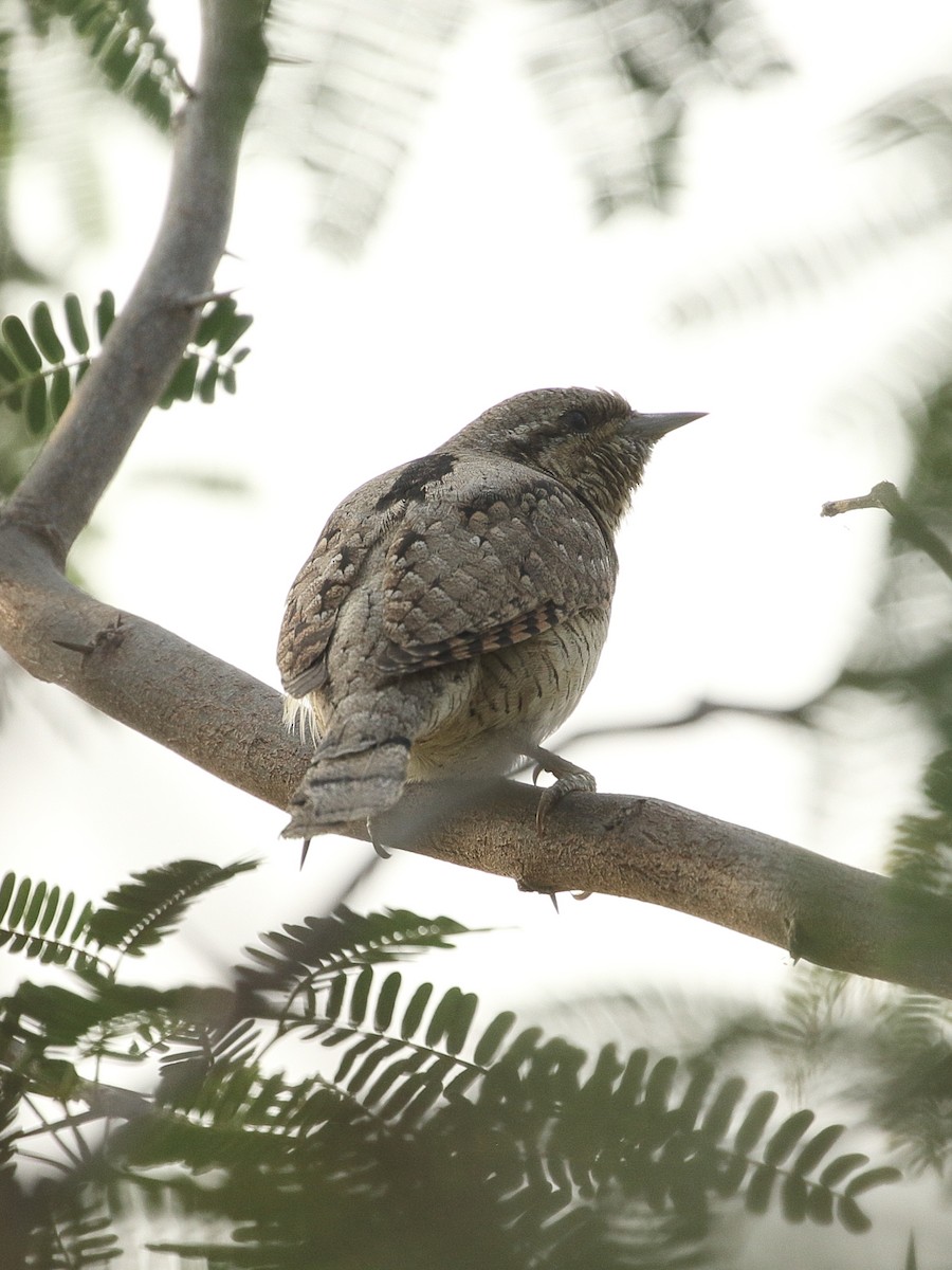 סבראש - ML645559316
