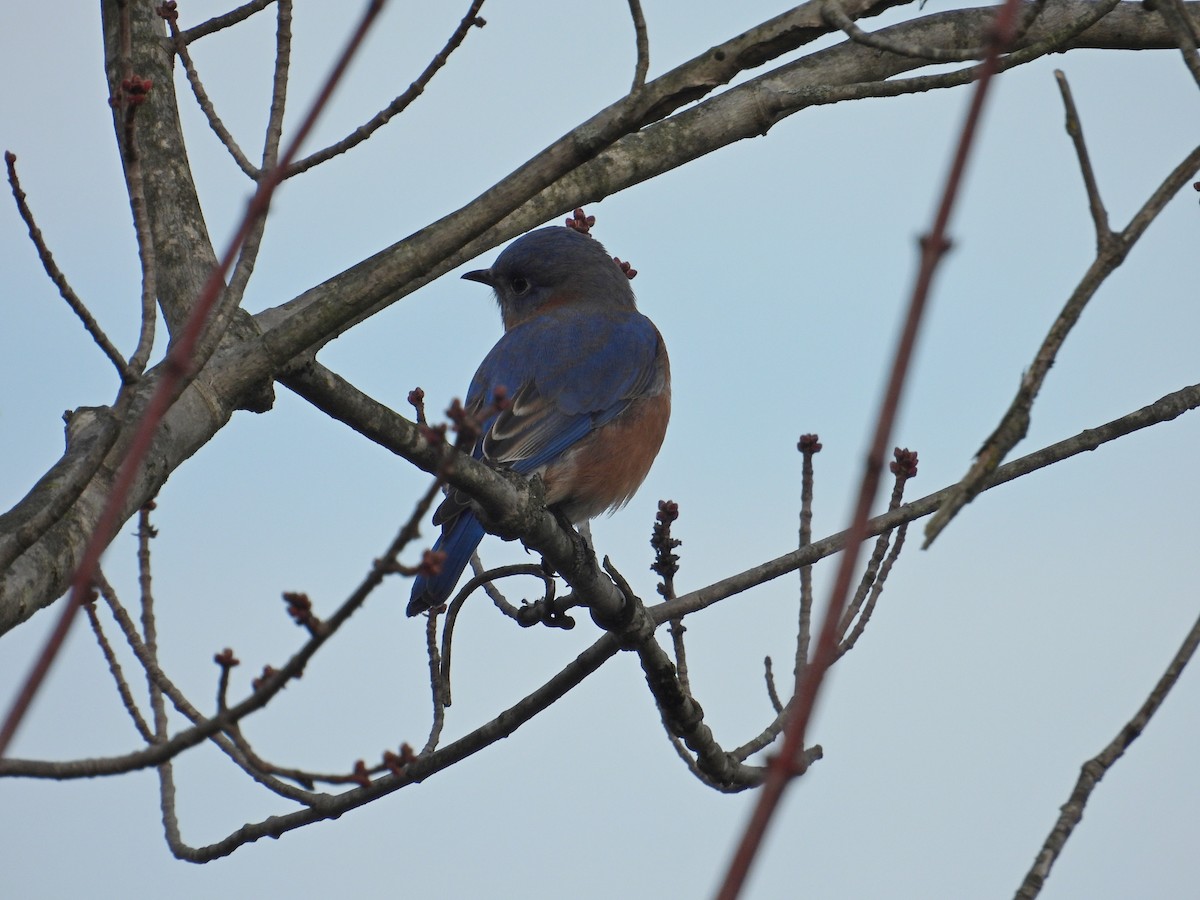Eastern Bluebird - ML645559326