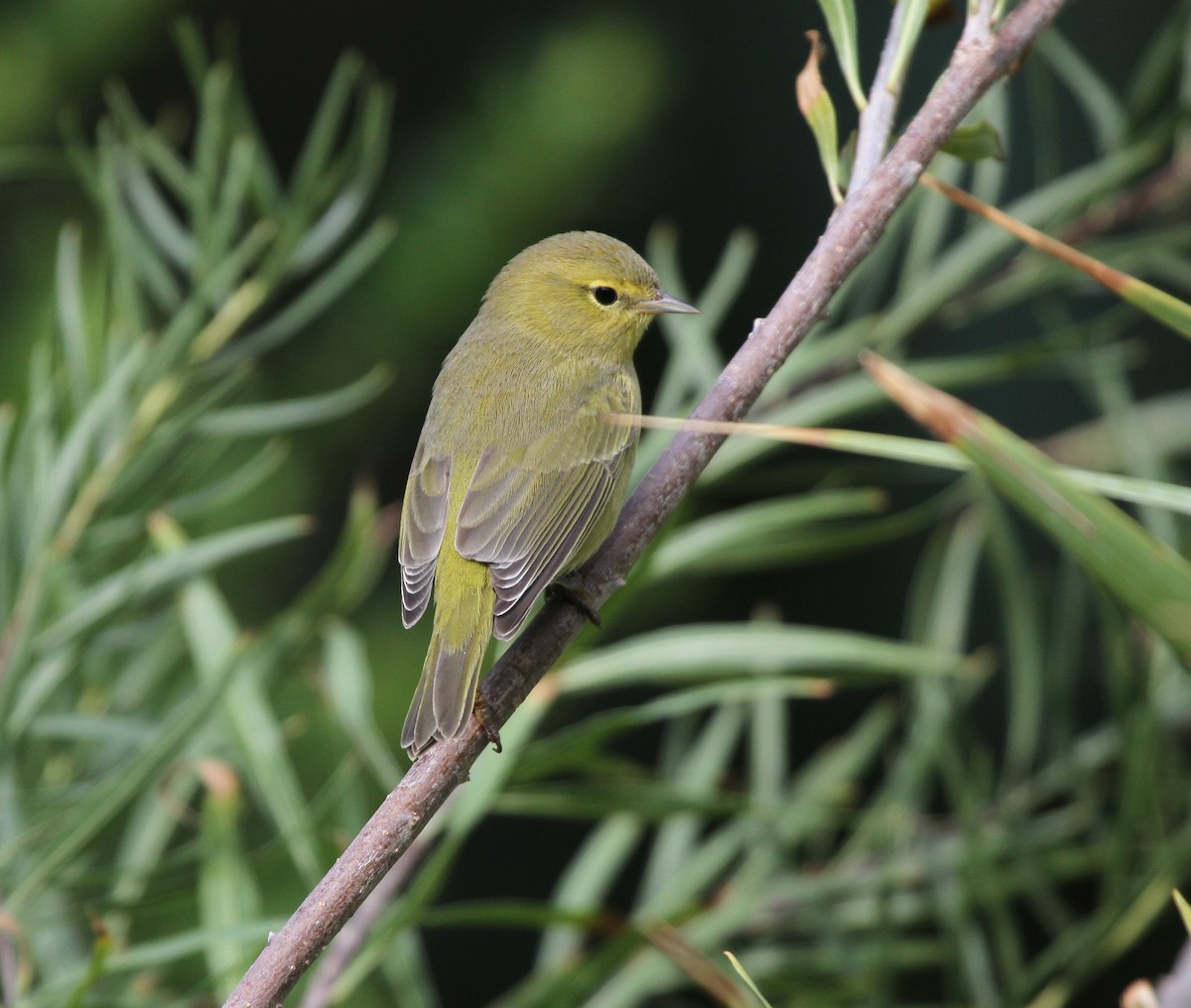 Orange-crowned Warbler - ML645559329