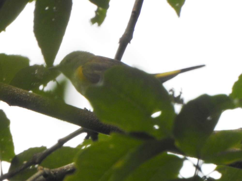 American Redstart - ML645559336