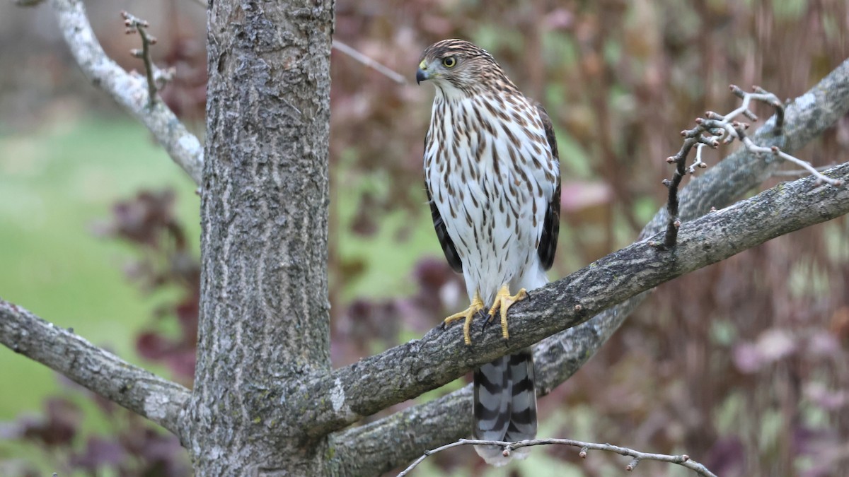 クーパーハイタカ - ML645559338