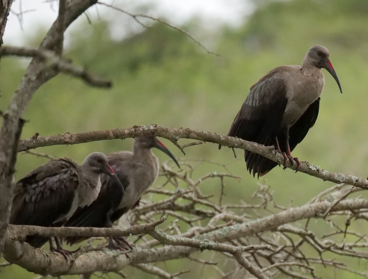 Хагедаш - ML645559342