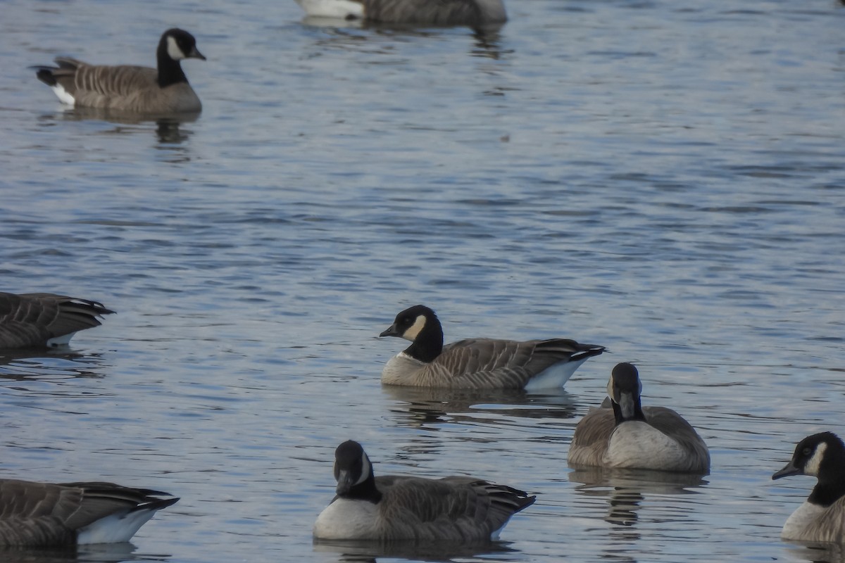 小加拿大雁 - ML645559345