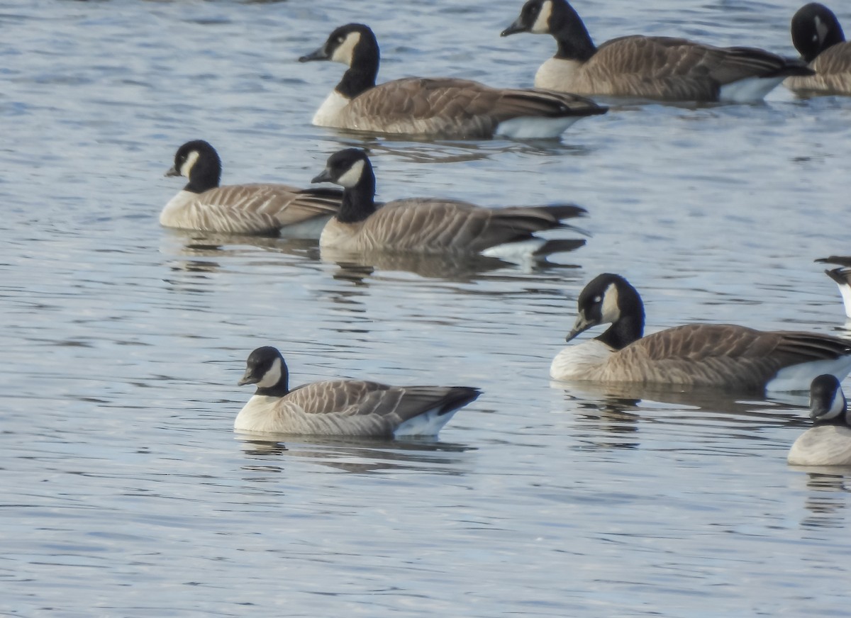 小加拿大雁 - ML645559346