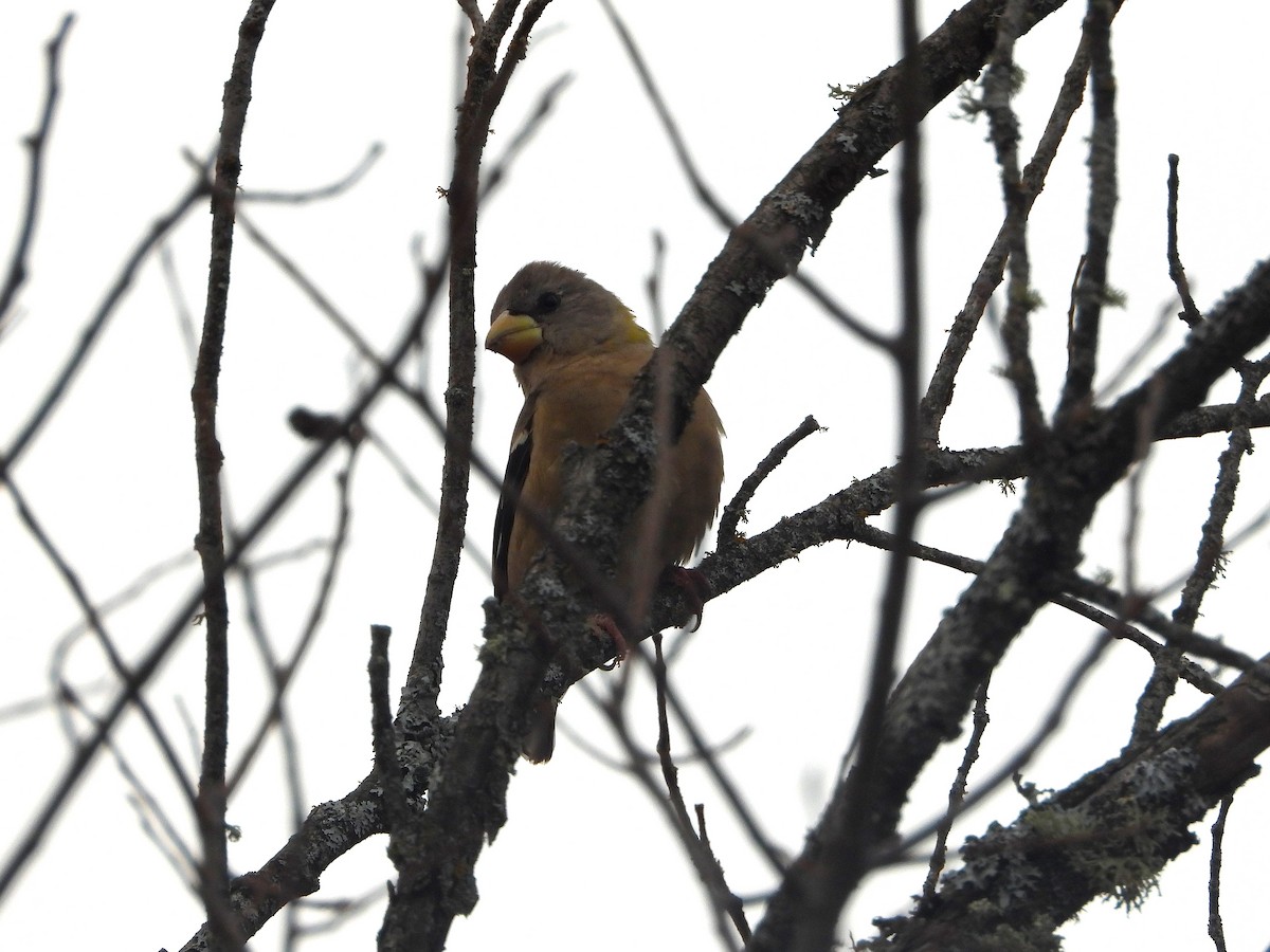Evening Grosbeak - ML645559356