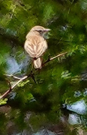 Fawn-colored Lark (Fawn-colored) - ML645559363