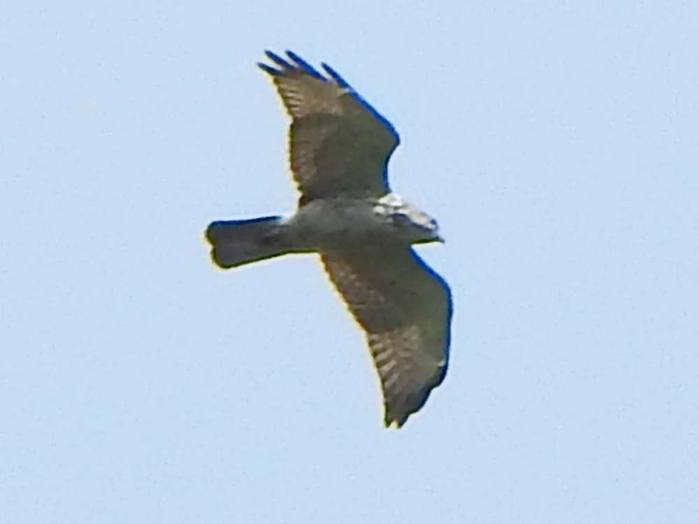 Канюк ширококрилий - ML645559376