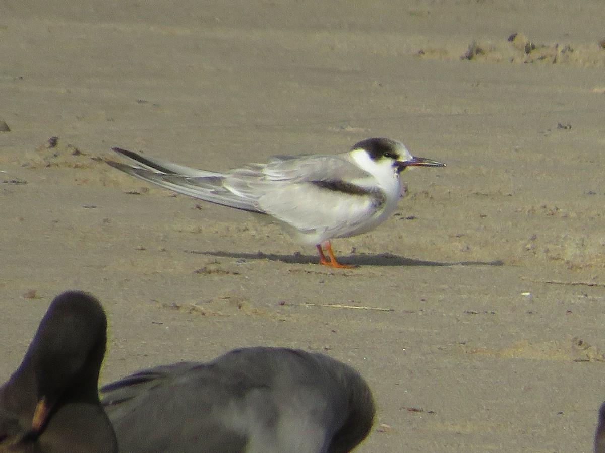 アジサシ - ML645559384